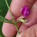 Vicia sativa L. subsp. nigra Ehrh.Vicia sativa L. subsp. nigra Ehrh.