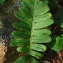 Polypodium vulgare L.Polypodium vulgare L.