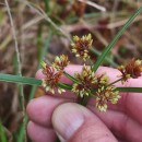 Cyperus eragrostis Lam.Cyperus eragrostis Lam.