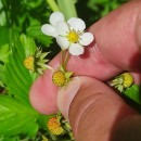 Fragaria vesca L.Fragaria vesca L.