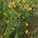 Ulex europaeus L. subsp. latebracteatus (Mariz) Rothm.Ulex europaeus L. subsp. latebracteatus (Mariz) Rothm.