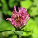 Trifolium pratense L.Trifolium pratense L.