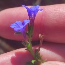 Glandora prostrata (Loisel.) D.C.ThomasGlandora prostrata (Loisel.) D.C.Thomas