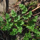 Oenanthe crocata L.Oenanthe crocata L.