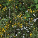 Arenaria montana L.Arenaria montana L.
