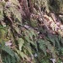 Leptogramma pozoi (Lag.) HeywoodLeptogramma pozoi (Lag.) Heywood