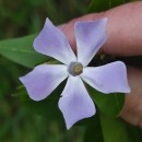Vinca difformis Pourr.Vinca difformis Pourr.