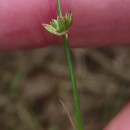 Juncus bulbosus L.Juncus bulbosus L.