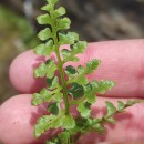 Asplenium adiantum-nigrum L. subsp. corunnense (Christ) Rivas Mart.Asplenium adiantum-nigrum L. subsp. corunnense (Christ) Rivas Mart.
