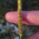 Setaria parviflora (Poir.) KerguélenSetaria parviflora (Poir.) Kerguélen