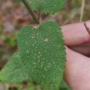 Teucrium scorodonia L.Teucrium scorodonia L.
