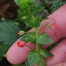 Lysimachia arvensis (L.) U.Manns & Anderb.Lysimachia arvensis (L.) U.Manns & Anderb.