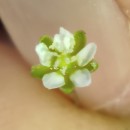 Sagina subulata (Sw.) C. PreslSagina subulata (Sw.) C. Presl
