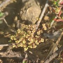 Radiola linoides RothRadiola linoides Roth