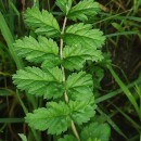 Erodium moschatum (L.) L’Her.Erodium moschatum (L.) L’Her.