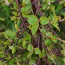 Pyrus cordata Desv.Pyrus cordata Desv.