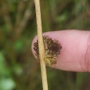 Juncus conglomeratus L.Juncus conglomeratus L.