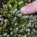 Sedum brevifolium DC.Sedum brevifolium DC.