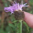Centaurea nigra L. subsp. nigra .Centaurea nigra L. subsp. nigra .