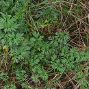 Silphiodaucus prutenicus (L.) Spalik, Wojew., Banasiak, Piwczyñski & Reduron subsp. dufourianus (Rouy & E.G.Camus) ReduronSilphiodaucus prutenicus (L.) Spalik, Wojew., Banasiak, Piwczyñski & Reduron subsp. dufourianus (Rouy & E.G.Camus) Reduron