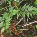 Asplenium onopteris L.Asplenium onopteris L.