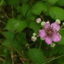 Rubus ulmifolius SchottRubus ulmifolius Schott