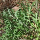 Centaurea corcubionensis M. LaínzCentaurea corcubionensis M. Laínz