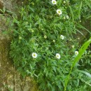 Erigeron karvinskianus DC.Erigeron karvinskianus DC.