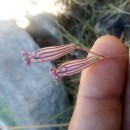 Silene ciliata Pourr.Silene ciliata Pourr.