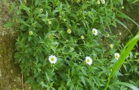 Erigeron karvinskianus DC.Erigeron karvinskianus DC.