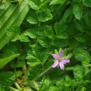 Erodium moschatum (L.) L’Her.Erodium moschatum (L.) L’Her.