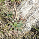 Limonium dodartii (Girard) KuntzeLimonium dodartii (Girard) Kuntze