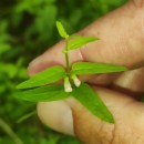 Scutellaria minor Huds.Scutellaria minor Huds.