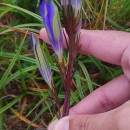 Gentiana pneumonanthe L.Gentiana pneumonanthe L.