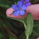Glandora prostrata (Loisel.) D.C.ThomasGlandora prostrata (Loisel.) D.C.Thomas