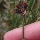 Schoenus nigricans L.Schoenus nigricans L.
