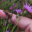 Serratula tinctoria L. subsp. tinctoriaSerratula tinctoria L. subsp. tinctoria