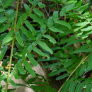 Osmunda regalis L.Osmunda regalis L.