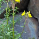 Linaria saxatilis (L.) Chaz.Linaria saxatilis (L.) Chaz.