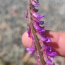 Vicia villosa Roth subsp. villosa .Vicia villosa Roth subsp. villosa .