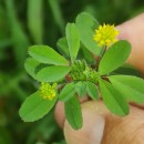 Trifolium dubium Sibth.Trifolium dubium Sibth.