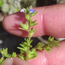 Veronica arvensis L.Veronica arvensis L.