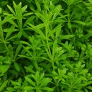 Galium aparine L.Galium aparine L.