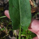 Rumex acetosa  L.Rumex acetosa L.