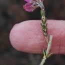 Erica tetralix L.Erica tetralix L.