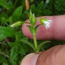 Cerastium fontanum Baumg. subsp. vulgare (Hartm.) Greuter & BurdetCerastium fontanum Baumg. subsp. vulgare (Hartm.) Greuter & Burdet