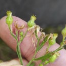 Erigeron sumatrensis Retz.Erigeron sumatrensis Retz.
