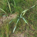 Pancratium maritimum L.Pancratium maritimum L.