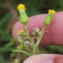Senecio sylvaticus L.Senecio sylvaticus L.