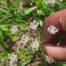 Silphiodaucus prutenicus (L.) Spalik, Wojew., Banasiak, Piwczyñski & Reduron subsp. dufourianus (Rouy & E.G.Camus) ReduronSilphiodaucus prutenicus (L.) Spalik, Wojew., Banasiak, Piwczyñski & Reduron subsp. dufourianus (Rouy & E.G.Camus) Reduron
